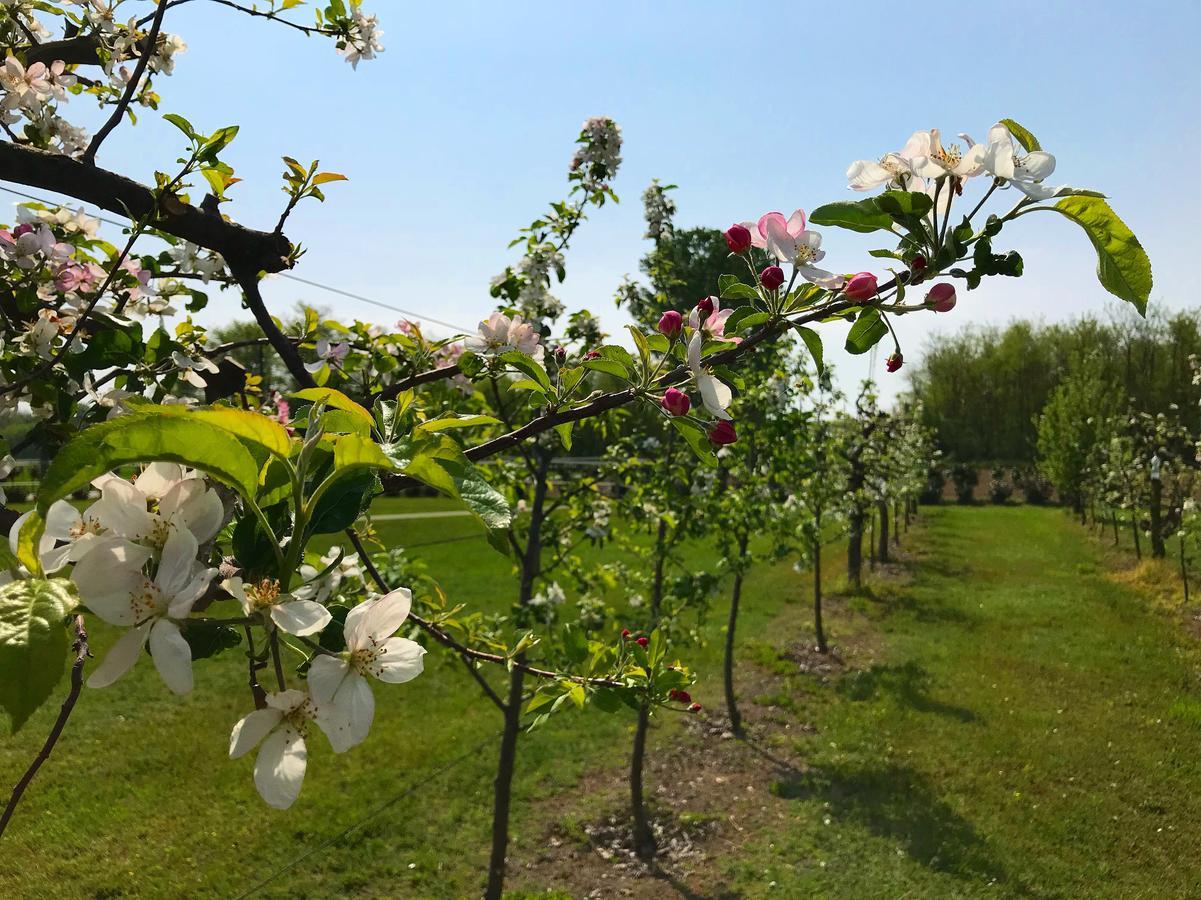Agriturismo La Biandrina Carpignano Sesia Kültér fotó