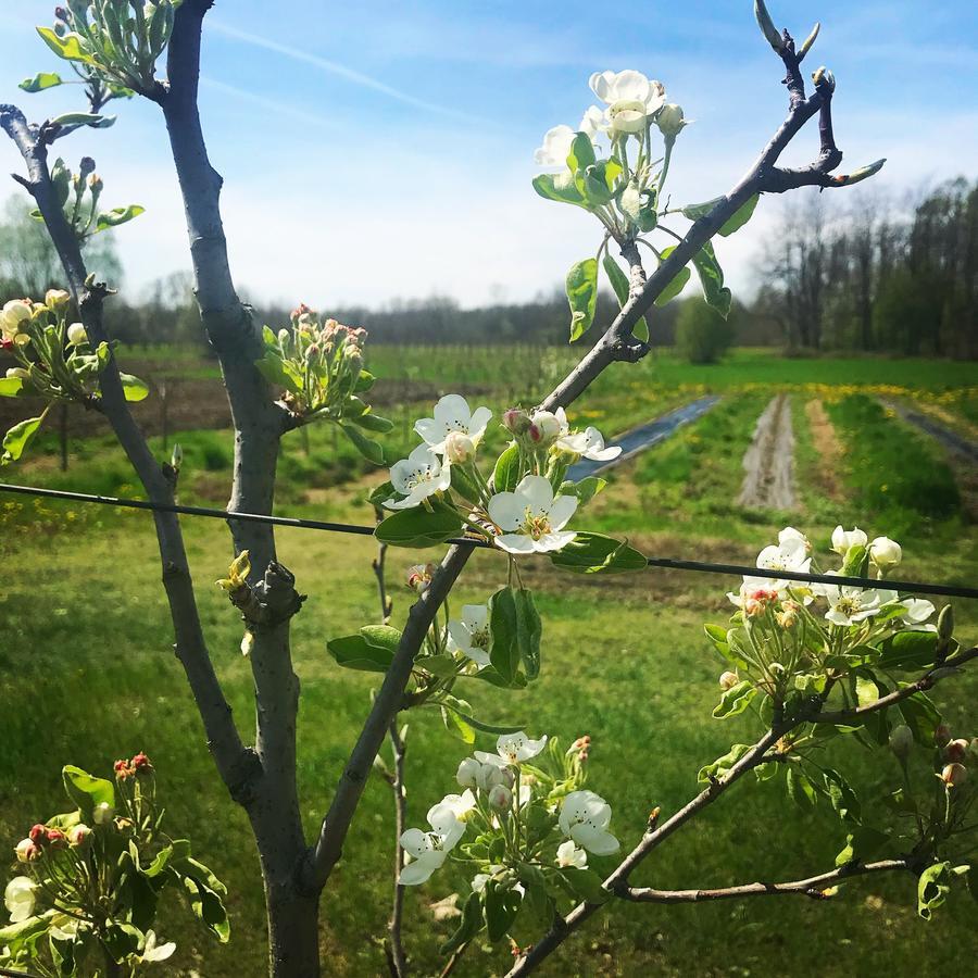 Agriturismo La Biandrina Carpignano Sesia Kültér fotó
