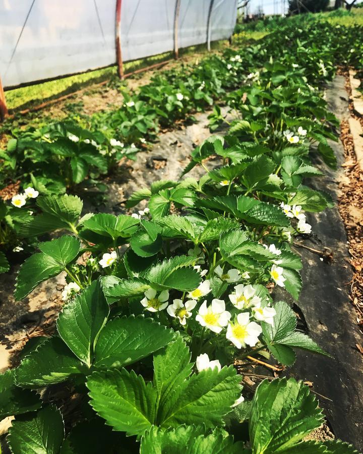 Agriturismo La Biandrina Carpignano Sesia Kültér fotó